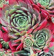 Dachwurz nocturno sempervivum gebraucht kaufen  Wird an jeden Ort in Deutschland