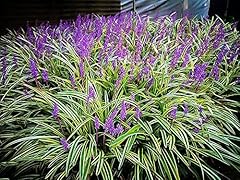 Variegated liriope large for sale  Delivered anywhere in USA 