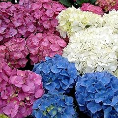 Mixed hydrangea macrophylla for sale  Delivered anywhere in UK