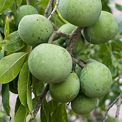 White sapote fruit for sale  Delivered anywhere in USA 