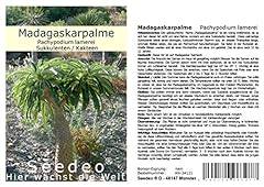 Seedeo madagaskarpalme 10 gebraucht kaufen  Wird an jeden Ort in Deutschland