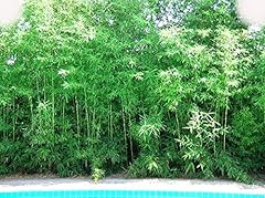 Bambusa malingensis seabreeze for sale  Delivered anywhere in USA 