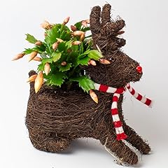 Christmas cactus animal for sale  Delivered anywhere in UK