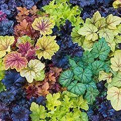 Chuxay garden mix for sale  Delivered anywhere in USA 