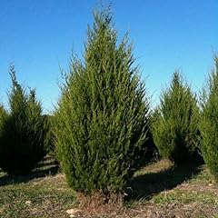 Myseeds.co brand juniperus for sale  Delivered anywhere in USA 