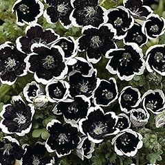 Nemophila seeds menziesii for sale  Delivered anywhere in UK