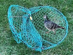 Alemon bird pigeon for sale  Delivered anywhere in USA 