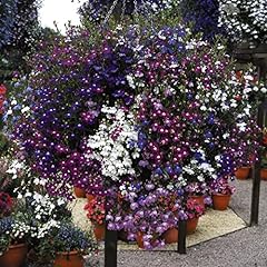 Lobelia plug plants for sale  Delivered anywhere in UK