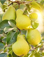 Common pear tree for sale  Delivered anywhere in USA 