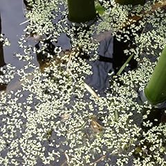 Pianta vera lemna usato  Spedito ovunque in Italia 