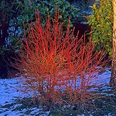 Garden cornus sanguinea for sale  Delivered anywhere in UK