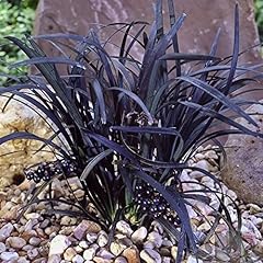 Gardenersdream ophiopogon nigr for sale  Delivered anywhere in UK