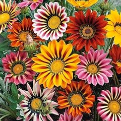 300 gazania seeds for sale  Delivered anywhere in USA 