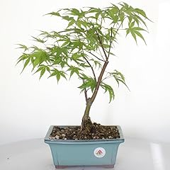 Bonsai acero corticosa usato  Spedito ovunque in Italia 