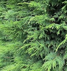 Direct plants 10x for sale  Delivered anywhere in UK
