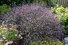 Verbena bampton verbena for sale  Delivered anywhere in UK