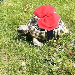 Pinklilycare pack tortoise for sale  Delivered anywhere in USA 
