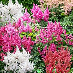 Winterharte astilbe stauden gebraucht kaufen  Wird an jeden Ort in Deutschland