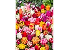 Surprise mixed tulips for sale  Delivered anywhere in UK