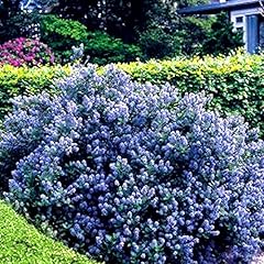 Ceanothus yankee point d'occasion  Livré partout en Belgiqu