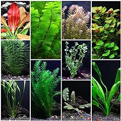 Species live aquarium for sale  Delivered anywhere in USA 