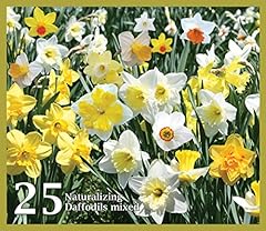 Mixed daffodils assorted for sale  Delivered anywhere in USA 