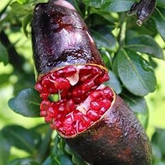Finger lime tree for sale  Delivered anywhere in USA 