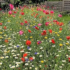 Cornfield annual wildflower for sale  Delivered anywhere in UK