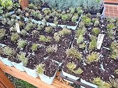 Live dwarf mugo for sale  Delivered anywhere in USA 