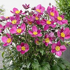 Anemone pflanze fantasie gebraucht kaufen  Wird an jeden Ort in Deutschland