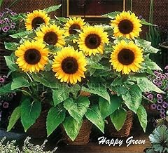 Sunspot dwarf sunflower for sale  Delivered anywhere in UK