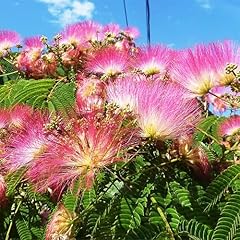 Kviter mimosa silk for sale  Delivered anywhere in USA 
