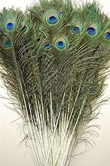 Pcs natural peacock for sale  Delivered anywhere in USA 