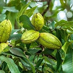 Hardy pecan nut for sale  Delivered anywhere in USA 