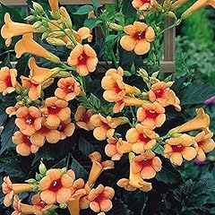 Indian summer trumpet for sale  Delivered anywhere in USA 