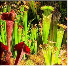 Carnivorous plant soil for sale  Delivered anywhere in UK