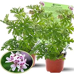 Clovers garden citronella for sale  Delivered anywhere in USA 