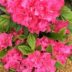 Double dark pink for sale  Delivered anywhere in USA 