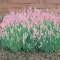 Pack english pink for sale  Delivered anywhere in UK