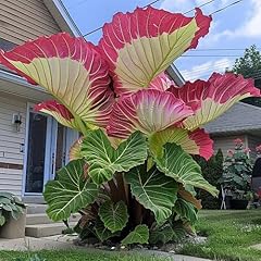 Graines plantes colocasia d'occasion  Livré partout en France