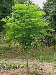 Greencreator seeds tree for sale  Delivered anywhere in USA 