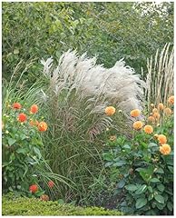 Miscanthus sinensis silberfede gebraucht kaufen  Wird an jeden Ort in Deutschland