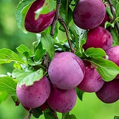 Plum plant live for sale  Delivered anywhere in USA 