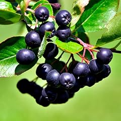 Black chokeberry plant for sale  Delivered anywhere in USA 