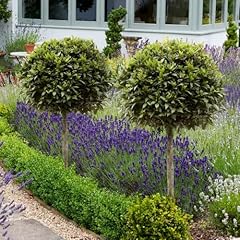 Yougarden bay tree for sale  Delivered anywhere in UK