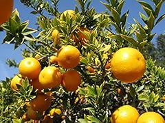 Pianta citrus myrtifolia usato  Spedito ovunque in Italia 