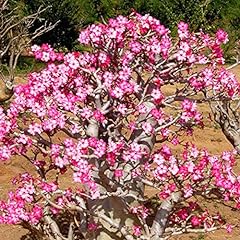 Desert rose seeds for sale  Delivered anywhere in Ireland