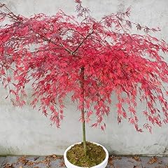 Acer palmatum emerald for sale  Delivered anywhere in Ireland