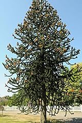 Araucaria araucana tree d'occasion  Livré partout en Belgiqu