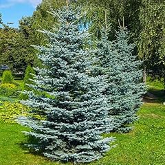 Brighter blooms colorado for sale  Delivered anywhere in USA 